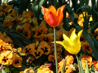 europapark_tulpe1_180411.jpg