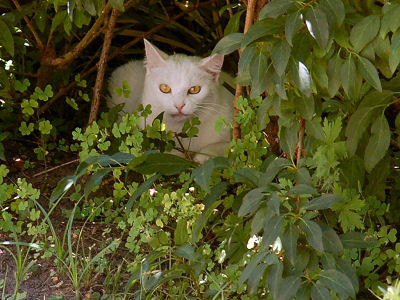 weisse_katze11.jpg