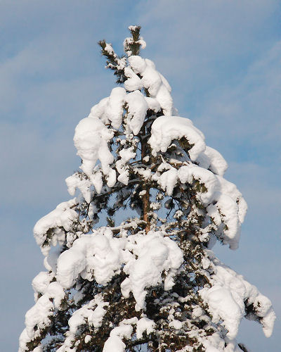 13januar_19schneebaum.jpg