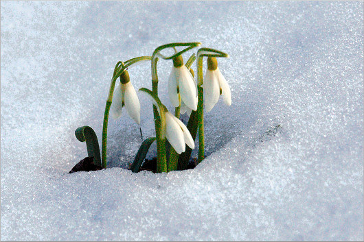 13_19maerz_schneegloeckchen1.jpg