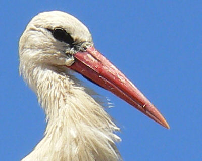 storch400.jpg