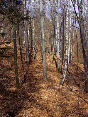zillhoehe_wald.jpg